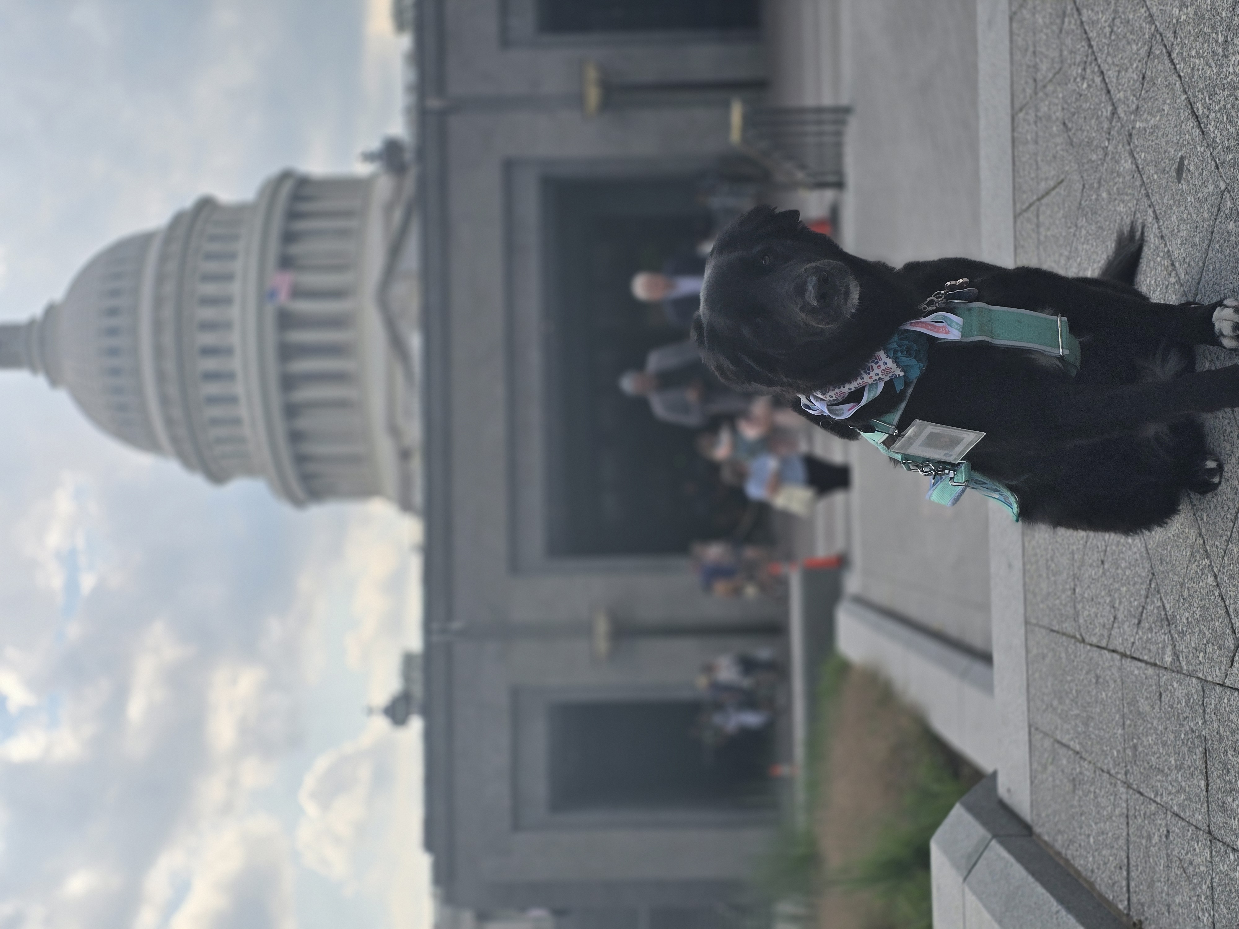 Service Dog Sarah in DC